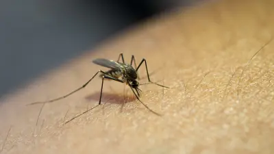 Google veut lâcher 32 millions de moustiques stériles contre le chikungunya