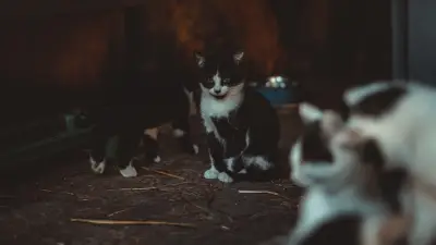 Grasse : 40 chats maltraités et 27 cadavres dans un congélateur découverts