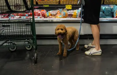Intermarché Mirecourt autorise les chiens dans ses rayons pendant la canicule