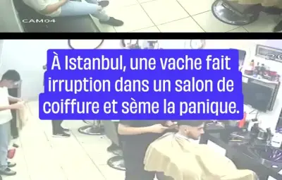 À Istanbul, une vache sème la panique dans un salon de coiffure