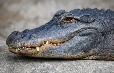 Ivresse et alligator : un automobiliste attaqué dans un marais en Louisiane