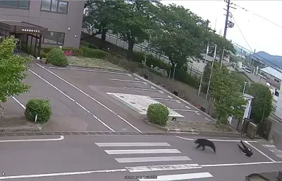 Japon : un ours « extrêmement intelligent » en cavale après avoir blessé quatre personnes