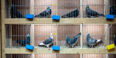 Le secret du GPS des pigeons voyageurs se situerait aussi dans le foie