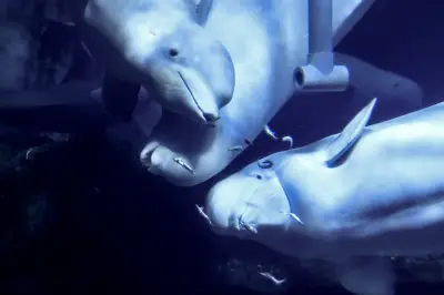 Les baleines ont-elles l'oreille musicale ?