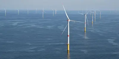 L'essor de l'éolien en mer pourrait transformer durablement la biodiversité