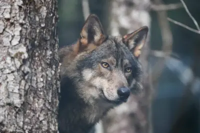 Loup : le Sénat veut réduire encore son niveau de protection