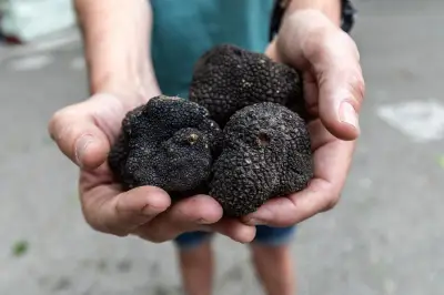 Marché de la truffe blanche à Aups : label qualité et prix au kilo
