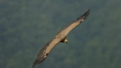 Michel Mouze explore le vol du vautour fauve à la MéSA de Millau