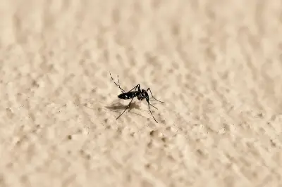 Moustique tigre : plus de 210 cas importés de chikungunya, dengue et Zika depuis mai