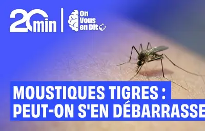 Moustiques tigres : peut-on s'en débarrasser ? État des lieux