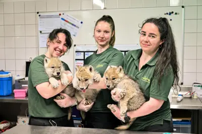 Naissance exceptionnelle de louveteaux et cabris au parc Alpha près de Nice