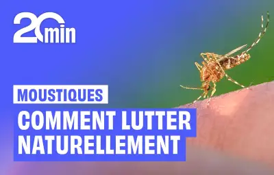 Olivet mise sur les chauves-souris pour lutter naturellement contre les moustiques