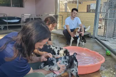 Portes ouvertes au refuge de Toulon : adoptez, n'achetez pas