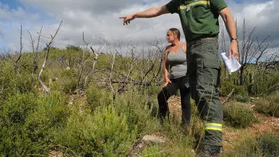 Quatre ans après l'incendie d'Aumelas, la garrigue renaît