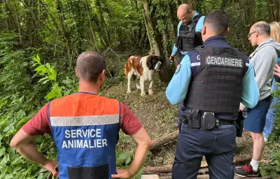 Saint-Bernard sauvé de la mort lente : propriétaire interpellé