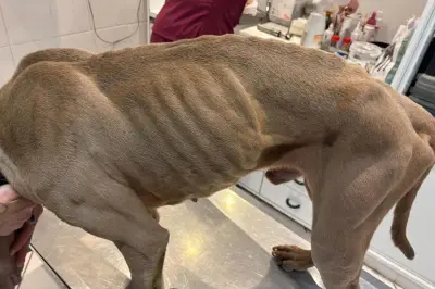 Sauvé de l'enfer à Cannes, Leonidas cherche une famille pour sa seconde chance