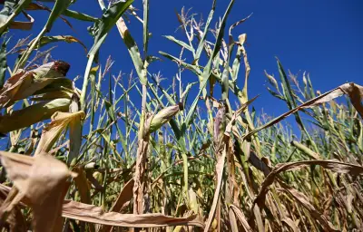 Sécheresse en France : restrictions d'eau renforcées face à la canicule