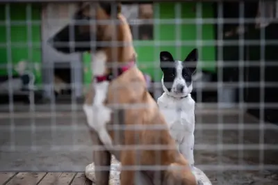 Sensibilisation contre l'abandon des animaux ce samedi à La Valette