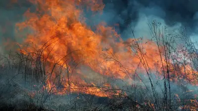 Six départements du sud en alerte incendie très élevée le 1er juillet
