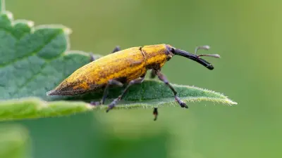 Sortie nature gratuite sur les insectes à Beaulieu le 5 juillet