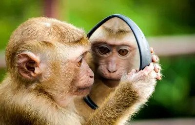 Test du miroir : animaux conscients ou simples reflets ?