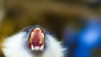 Thaïlande : un enfant de 6 ans tué par le singe de son grand-père