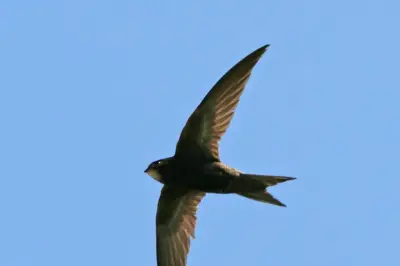 Toulon célèbre le martinet, oiseau qui vit en volant, pour la biodiversité
