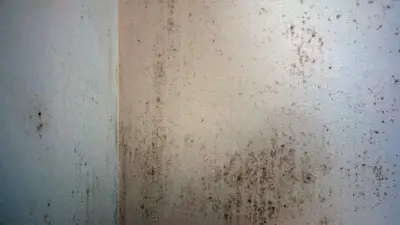 Toulouse : une sexagénaire vit un calvaire à cause de l'humidité dans son appartement