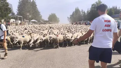 Transhumance : 2 370 brebis montent au mont Lozère pour l'été