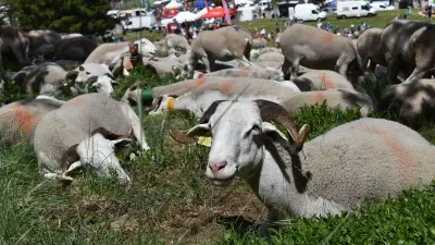 Transhumance à l'Aigoual : l'herbe moins verte, le climat inquiète
