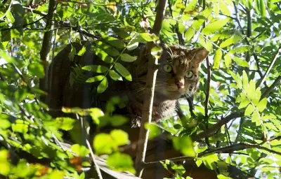 Un chasseur confond un chat sauvage avec un lynx et est condamné