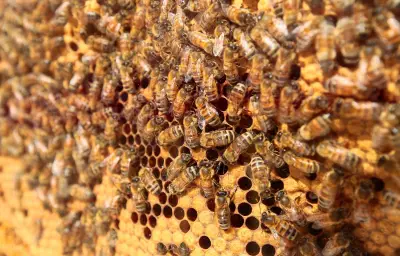 Un chien tué par des abeilles à Vinay, le propriétaire accuse le rucher voisin