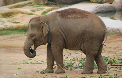 Un éléphanteau d'Asie joue au ballon dans un zoo britannique