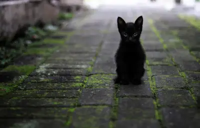Un lycéen jugé pour avoir torturé des chatons et diffusé les vidéos sur Snapchat