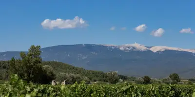 Ventoux : l'ascension discrète d'une appellation qui voit la vie en rose