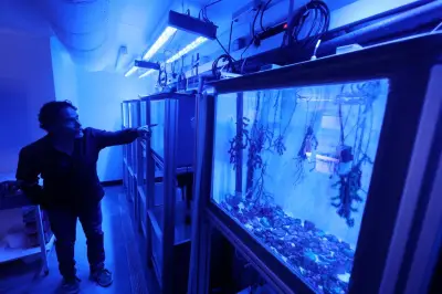 À Villefranche-sur-Mer, des scientifiques simulent l'avenir de l'océan en labo