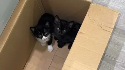Vol de chatons à Sète : les deux bébés retrouvés sains et saufs
