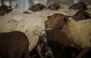 65 moutons volés pour l'Aïd-el-Kébir : un préjudice de 13 500 euros
