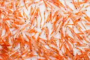 Aliments bleus : Monaco explore leur potentiel pour nourrir 10 milliards d'humains