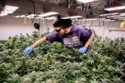 Allemagne : des bâtons dans les joints pour les clubs cannabis