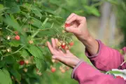 Alpes-Maritimes : appel aux terrains pour l'Espace test agricole