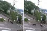 Au Japon, la traque d’un ours «extrêmement intelligent»