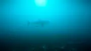 Australie : un plongeur meurt après une attaque de requin de 4,5 mètres