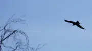 Balade nature à Collias : découvrez les rapaces des gorges du Gardon