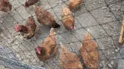Banasta fête l'inauguration du poulailler partagé à Hérépian