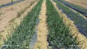 Barjac récolte les fruits de son jardin maraîcher communal exemplaire