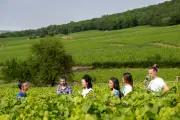 Bourgogne Aligoté : le blanc idéal pour l'été à découvrir