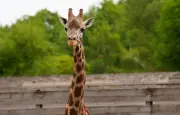 Branféré : une girafe emblématique décède après l'arrivée d'un girafon rare