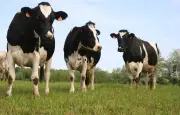 Brumisation maison : un éleveur fait baisser la température de 10°C pour ses vaches