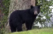 Californie : un ado autiste attaqué par un ours dans sa chambre